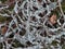 White lichen on old pine branches in a pine forest