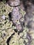 White lichen under a microscope, extreme close-up photo