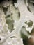 White lichen under a microscope, extreme close-up photo