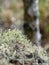 White lichens, close-up view, wallpaper