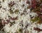 White lichens, pink bilberry leaves in tundra above the Arctic Circle. Celective focus