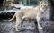 White liger for a walk in the zoo aviary. Ligr. A hybrid of a lion and a tiger. A large male ligra.