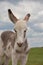 White and Light Brown Baby Burro Up Close