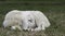 White and light brown lamb sleeping on a field