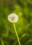 White light dandelion on green background