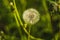 White light dandelion on green background