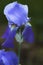 White Light and Dark Blue Tall Bearded Iris Blossom