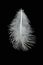 White Light Feather Isolated on Black Background.