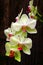 White and light green phalaenopsis orchids