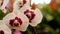 White and Light pink Farland orchid in colorful flower garden with soft focus background.