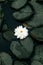 White and light pink Nymphaea tetragona flower on pond