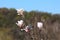 White and light purple petals Magnolia flowers on top of multiple tree branches with forest and clear blue sky in background