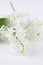 White lilac