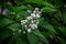 White Lilac against the background of a green leaf