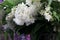 White Lilac Agnes Smith flowers - syringa prestoniae agnes smith in glas vase and dark purple flower background