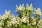 White lilac on a background of blue sky