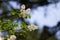 White Lilac beginning to bloom, young flowers, spring, freshness. Selective focus