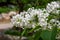 White lilac in bloom in Yampa Valley Botanical Gardens