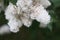White lilac blooming in spring garden syringa chinensis