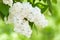 White lilac blossom in spring