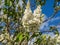 White lilac blossoms in spring