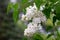 White Lilac Blossoms in Spring Rain