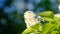 White lilac branch, small florets