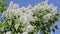 White lilac branches