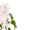 White lilac branches with leaves, elegant card. A spring decorative bouquet.