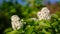 White lilac branches, small florets