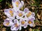 White and lilac crocus flowers in springtime