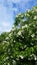 White Lilac Flieder Blooms