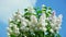 White lilac flower inflorescence in sunny spring day