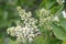 White lilac flowering shrub, clusters of fragrant flowers on branches in bloom, common wild uncultivated lilac tree, green leaves