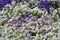 White and lilac flowers of Alyssum in flowerbed