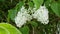 White lilac flowers on the branches of a tree in the garden