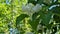 White lilac flowers on the branches of a tree in the garden