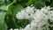 White lilac flowers in the garden.