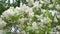 White lilac flowers sway in the wind. White lilac on the branches.