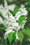 White lilac flowers. Vertical photograph