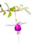 White and lilac fuchsia flower branch isolated