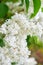 white lilac in spring