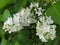 White lilac in the spring