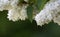 White lilac Syringa