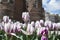 White and lilac tulips near brown castle in Amsterdam in the spring