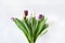 White and lilac tulips on a white background