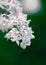 White lilacs in spring, with green background