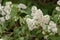 White liliac flower background. Liliac tree wallpaper