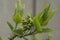 white liliac green juvenile leaves with flower buds