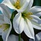 white lilies